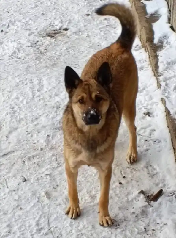 Пристройство двух сестринских собак