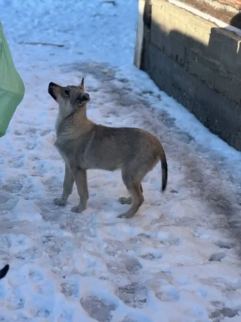 Щенок ищет дом в Чите - Животные в Чита