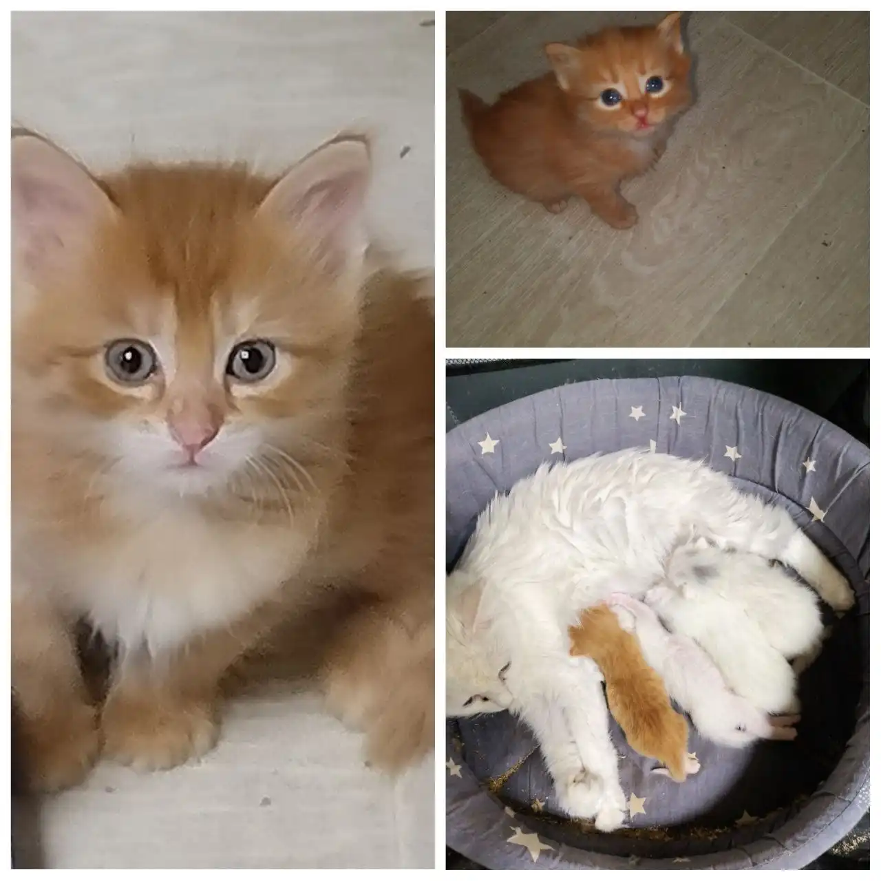 Чистокровный котенок Турецкая Ангора девочка