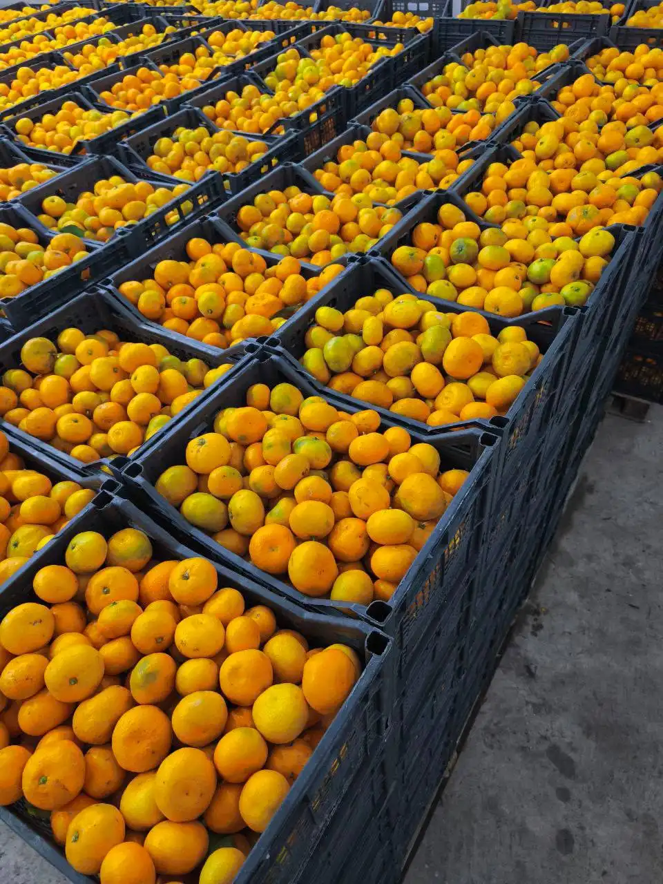 Продажа говядины, рыбы, красной икры и фруктов в Чите