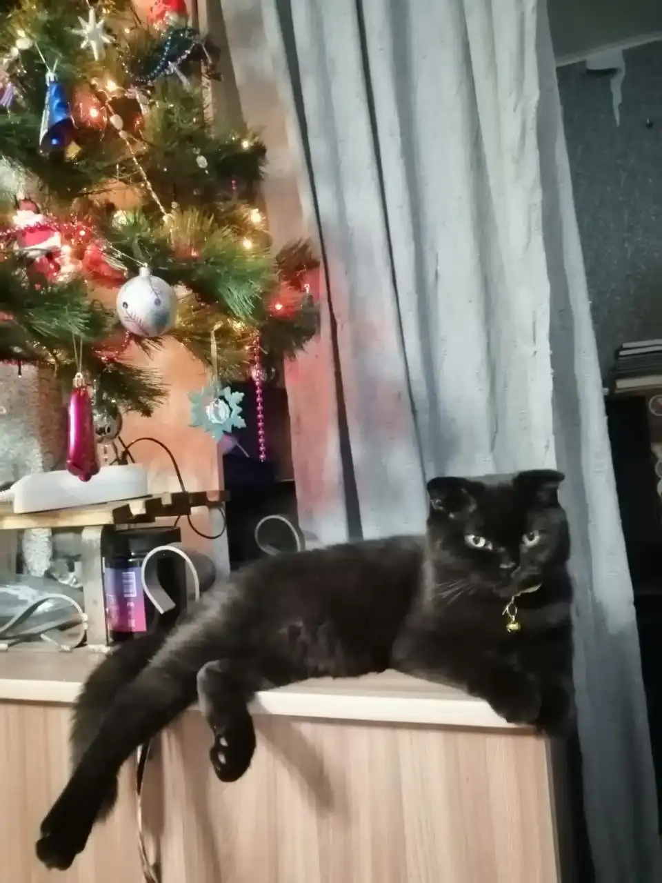 Ищем дом для молодой кошечки