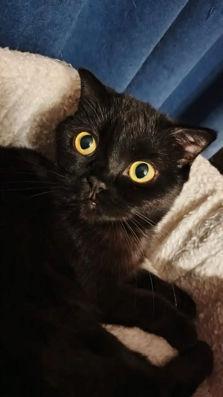 Ищем дом для молодой кошечки