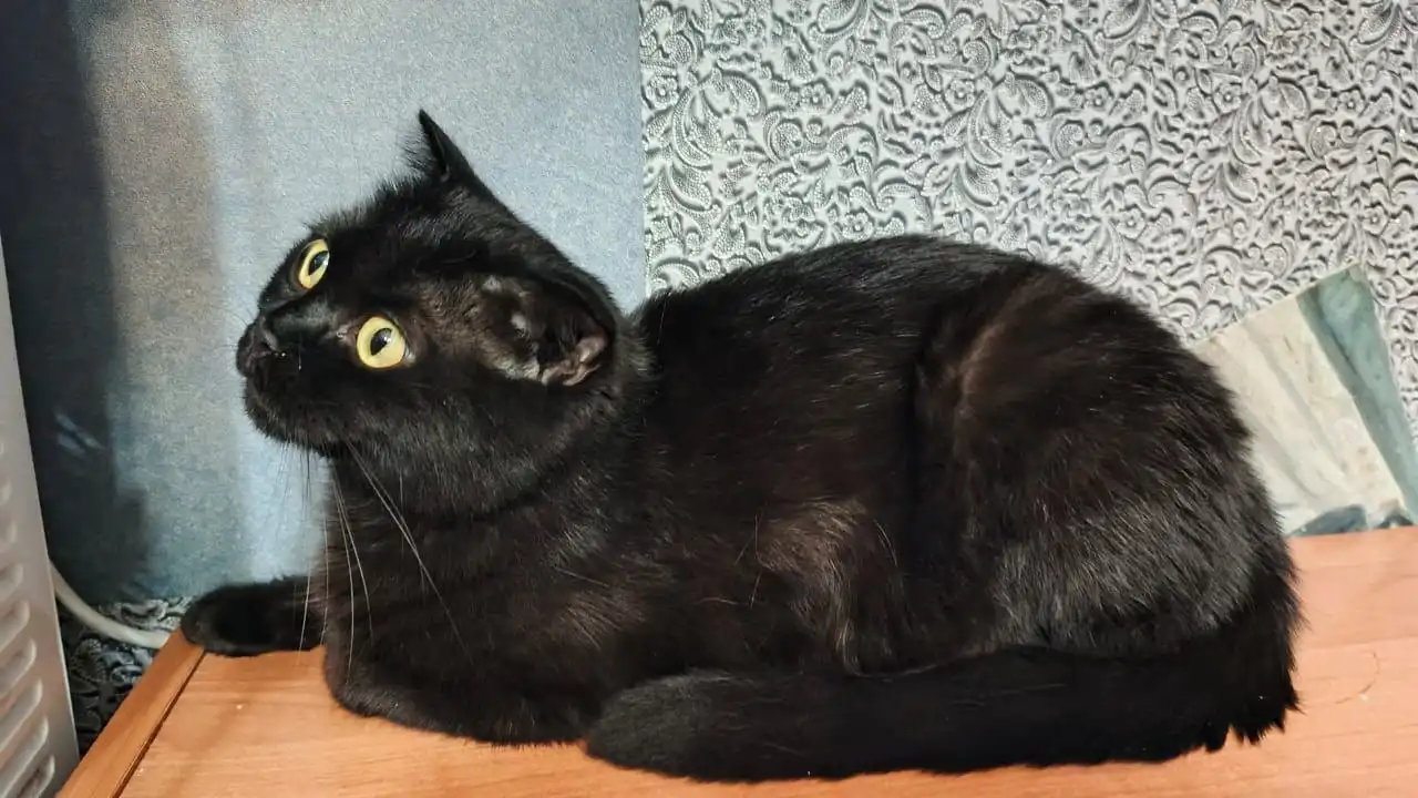 Ищем дом для молодой кошечки