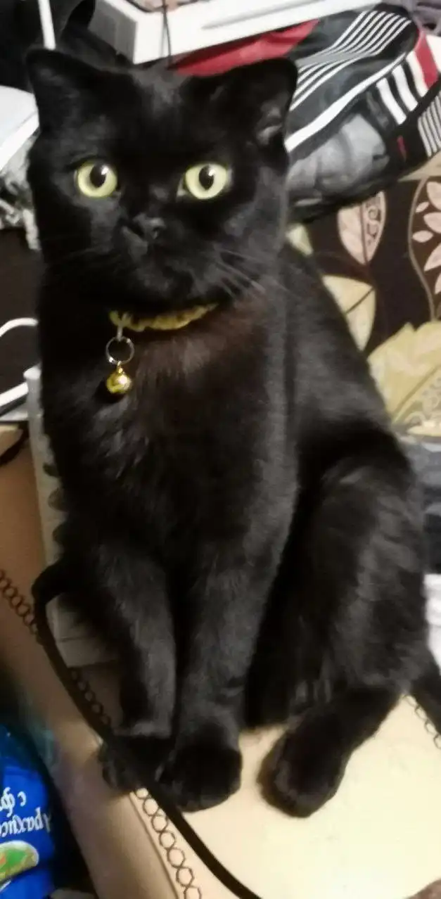 Ищем дом для молодой кошечки