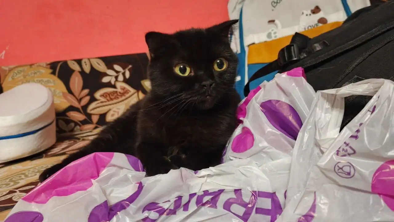 Ищем дом для молодой кошечки