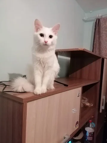 Пристройство кошки Хлои - Животные в Чита