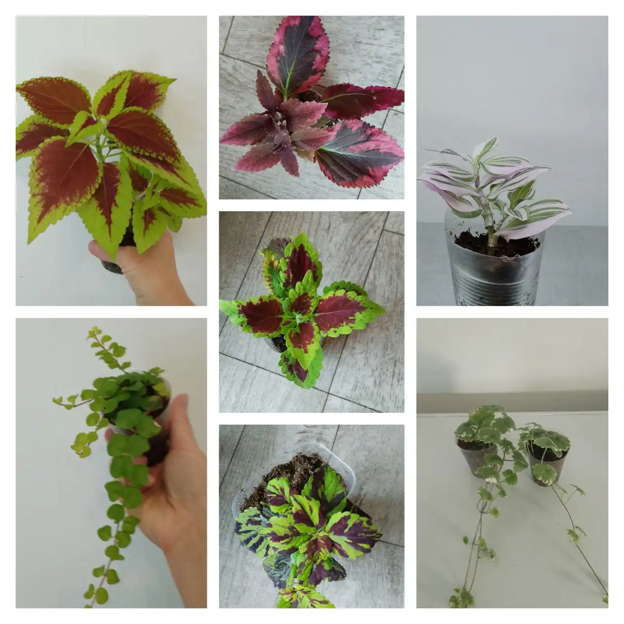 Продажа молодых растений: колеусы, вербейник, будра, традесканция