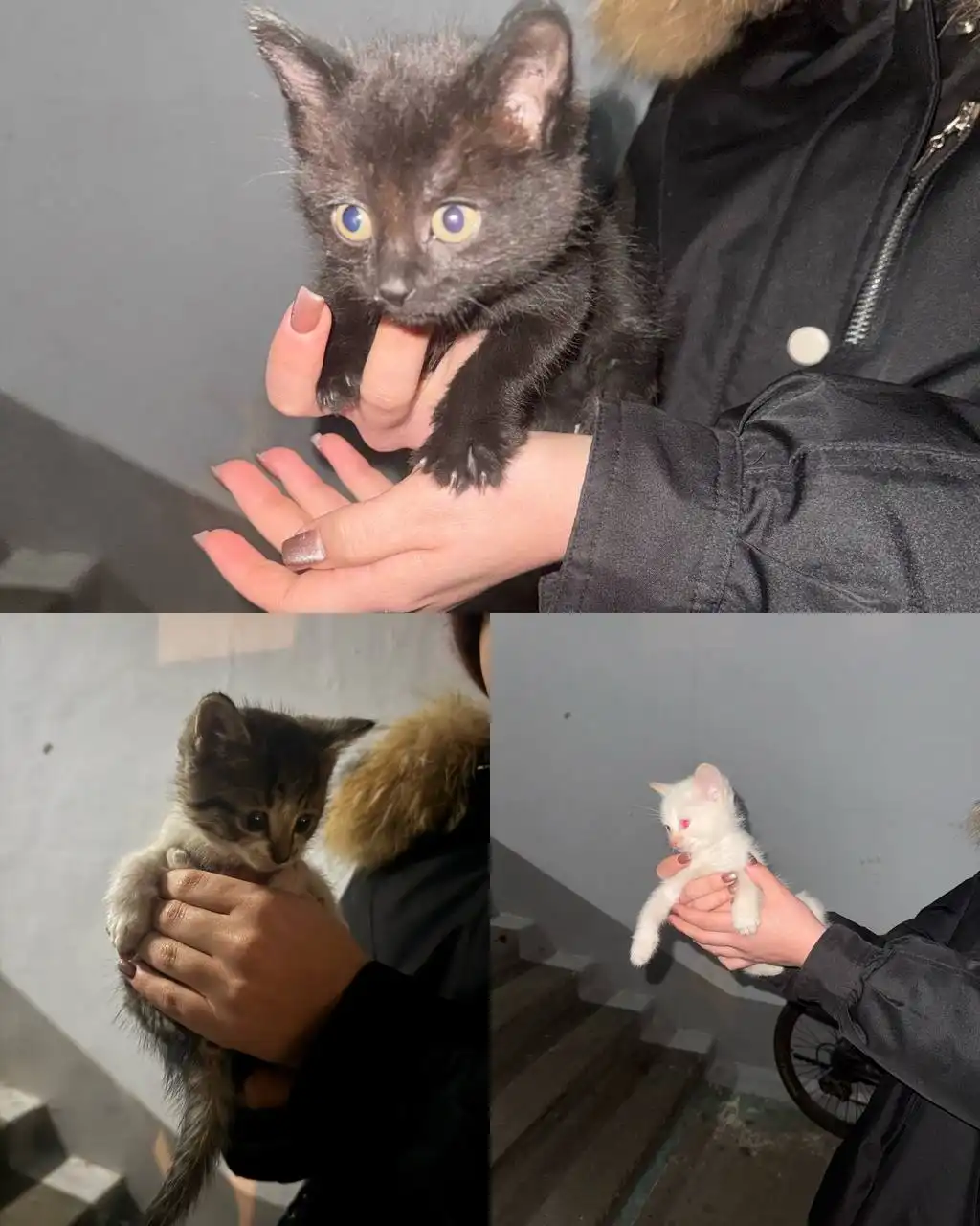 Три котенка нуждаются в срочном пристройстве