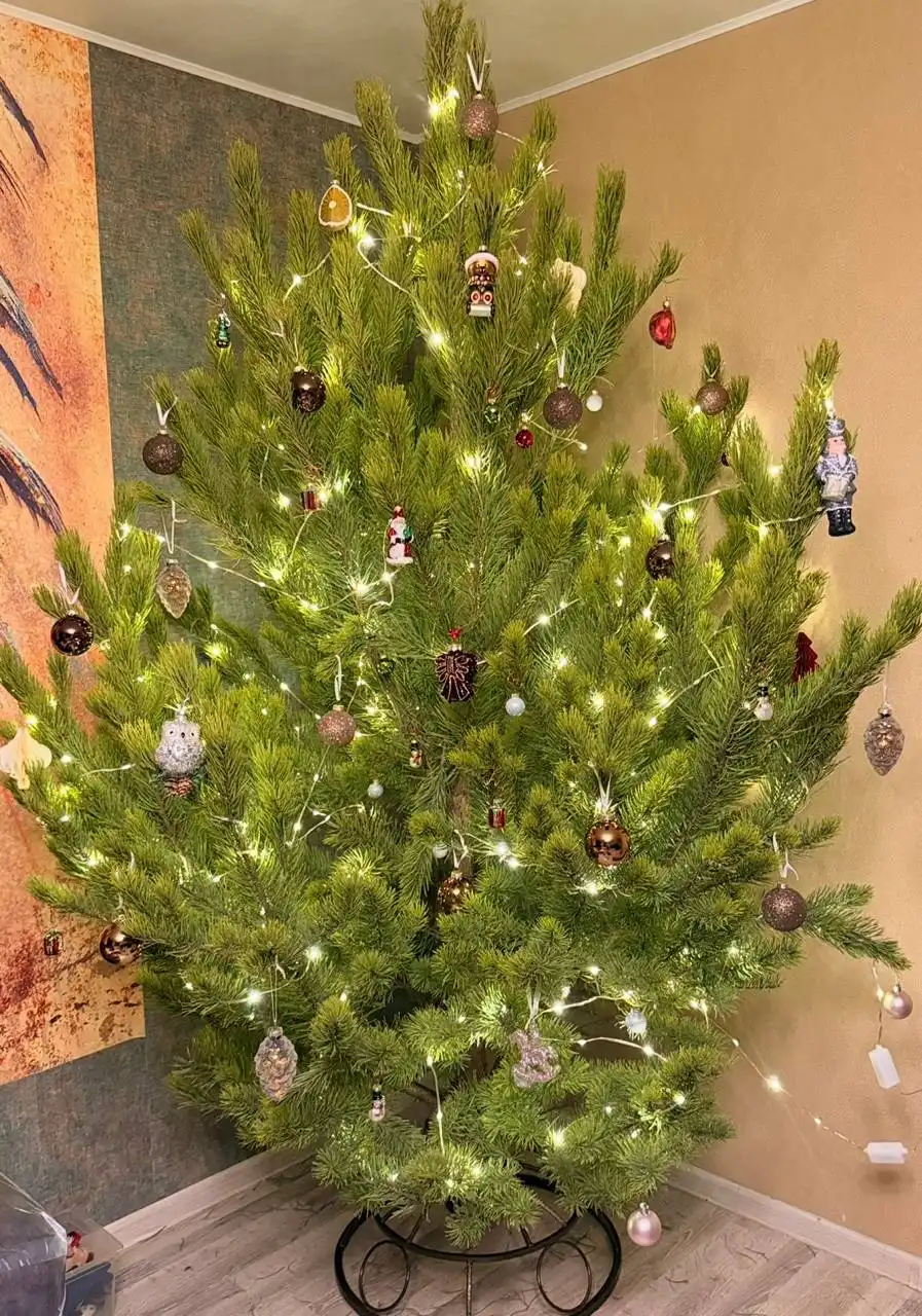 Продажа ёлок и сосен к Новому году с доставкой