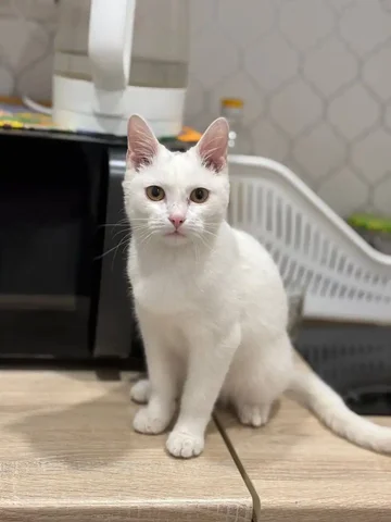 Ищем дом для мальчика 6 месяцев, приучен к лотку - Животные в Чита