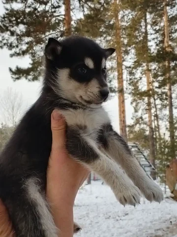 Щенок лайки (хасёнок) ищет хозяина - Животные в Чита