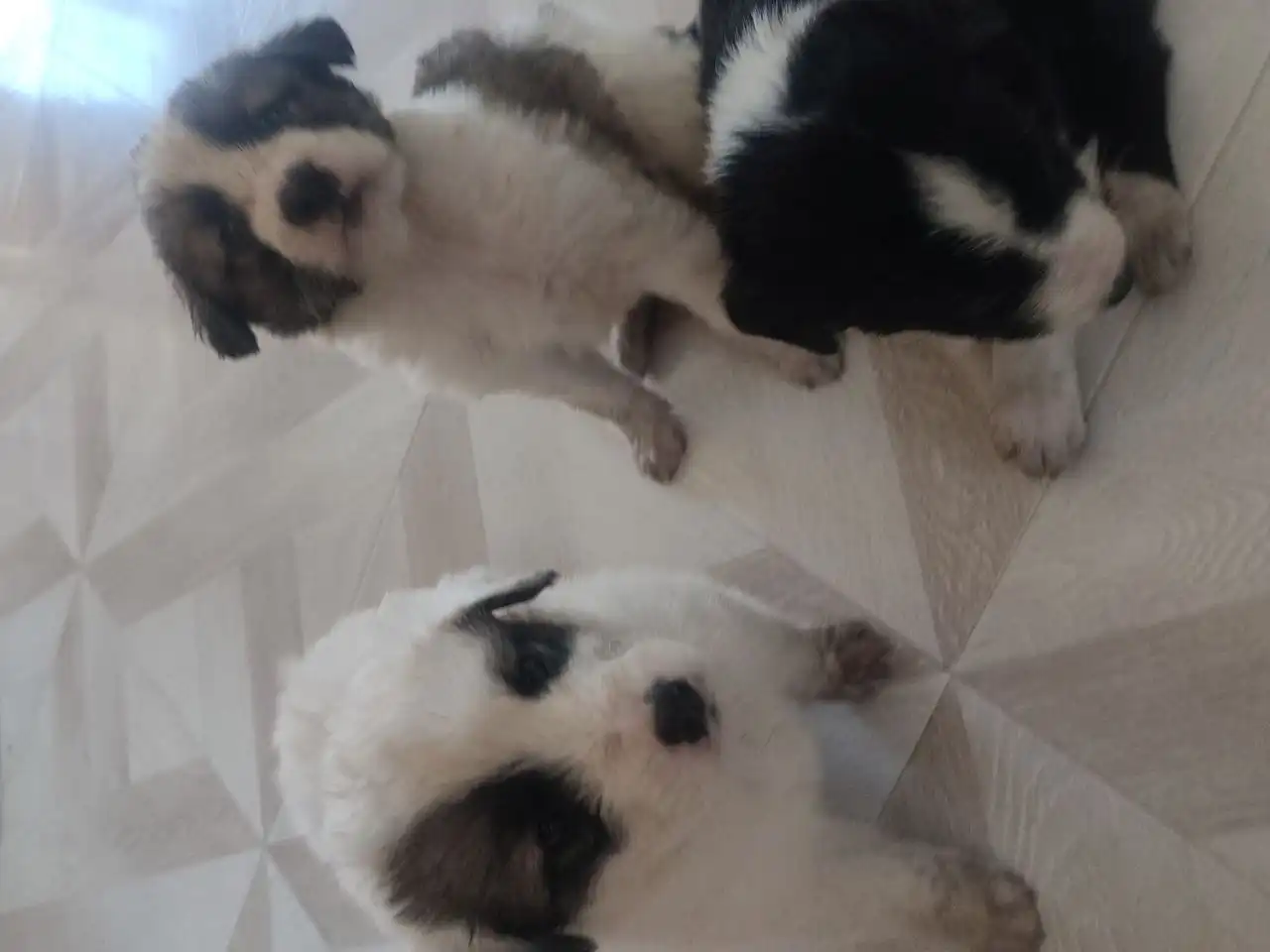 Щенки от алабая и полукровки