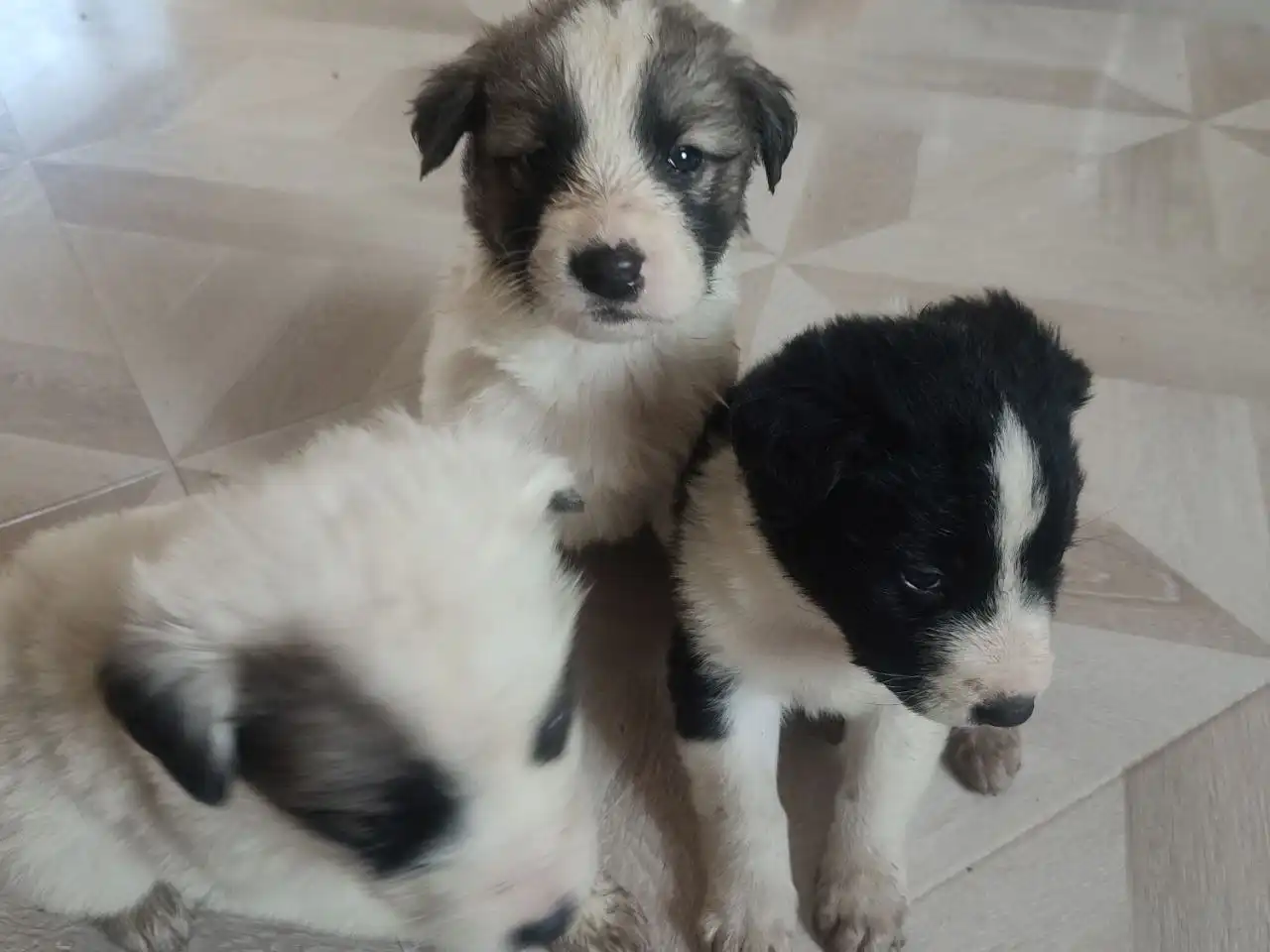 Щенки от алабая и полукровки