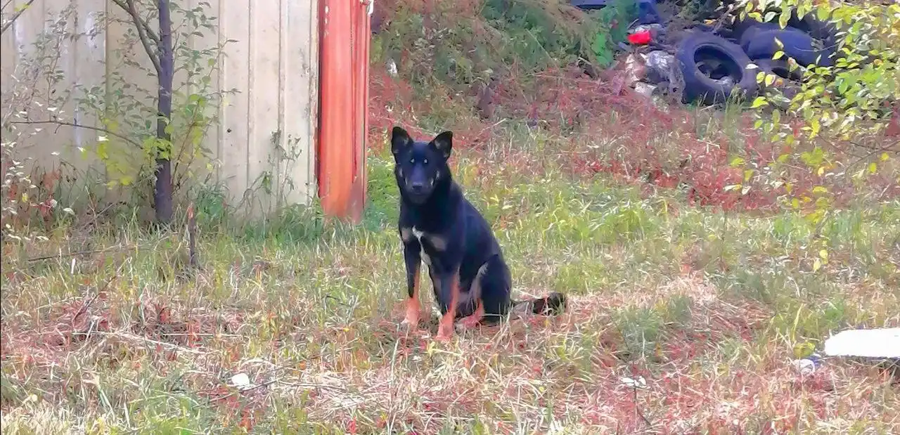 Чара ищет дом