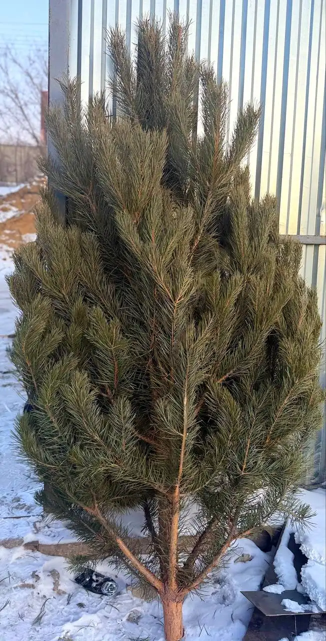 Продажа ёлок к Новому году с доставкой по Чите
