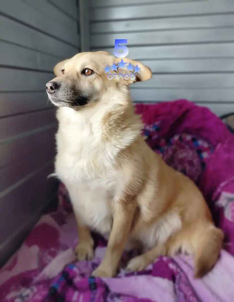 Поиск дома для стерилизованной кошки