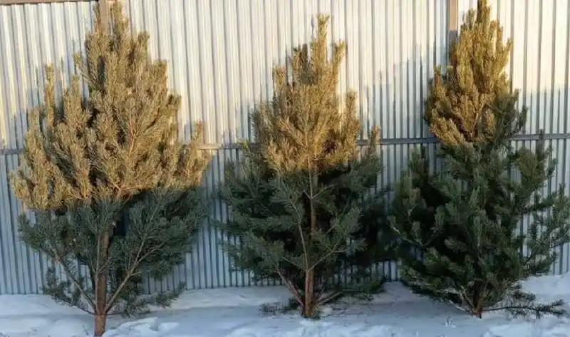Продажа пушистых свежих ёлок к Новому году с доставкой