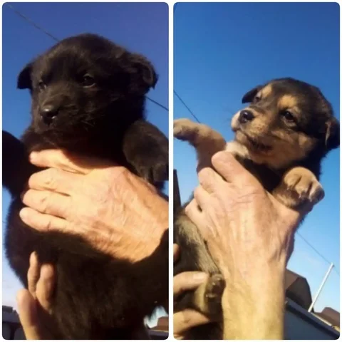 Щенки от 1,5 месяцев в Чите - Животные в Чита