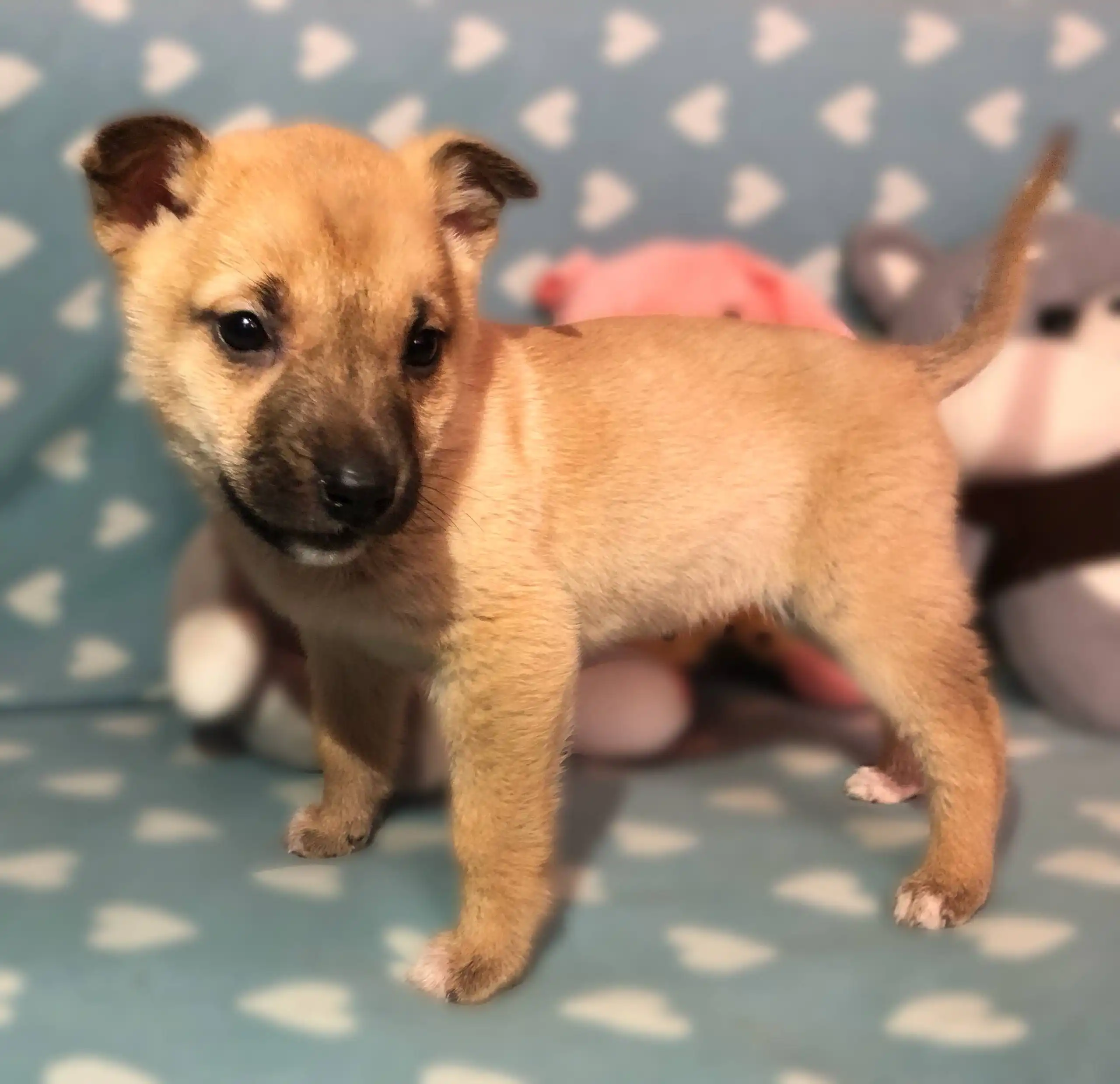 Щенки 1,5 месяца, среднего размера