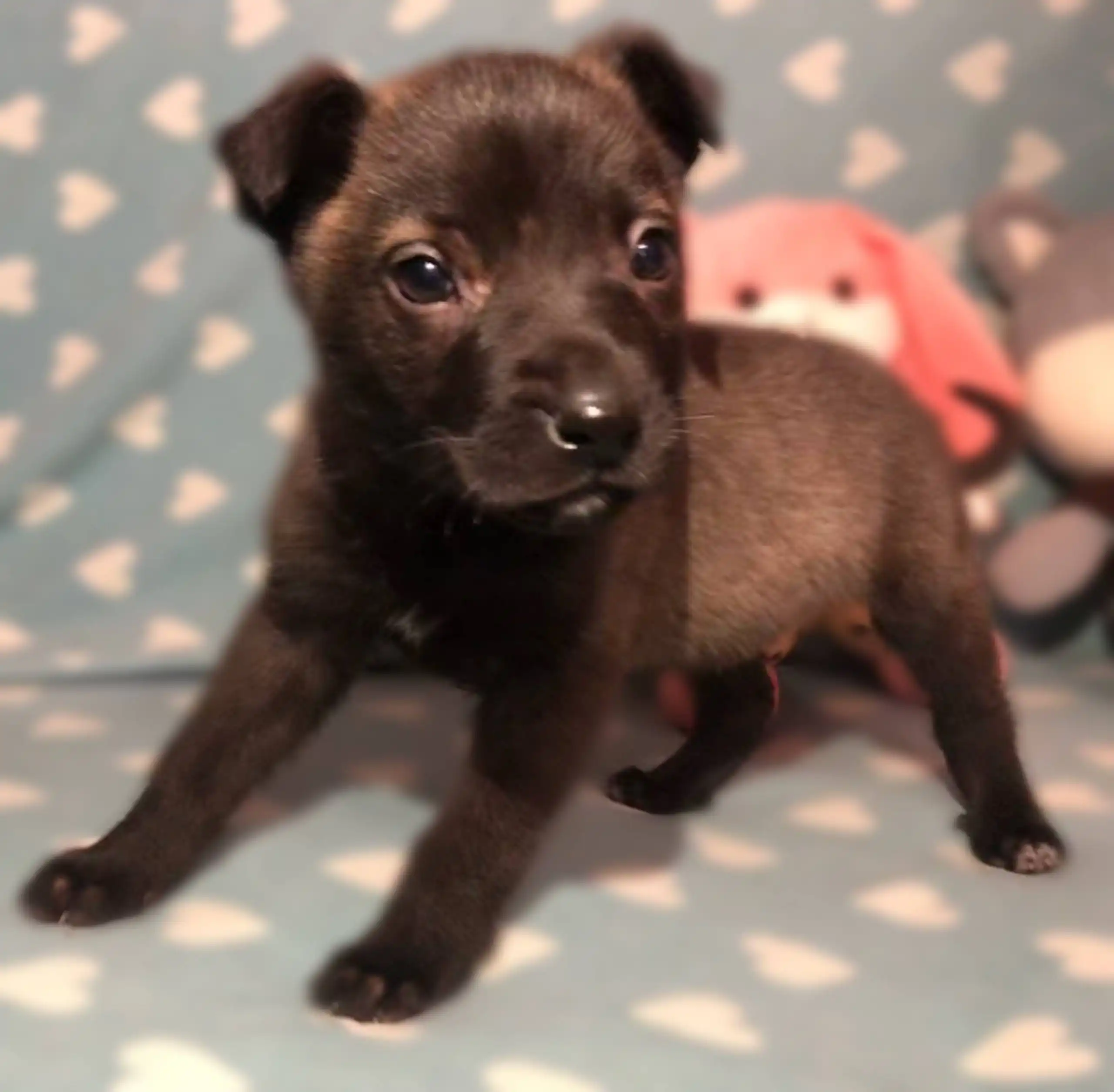 Щенки 1,5 месяца, среднего размера