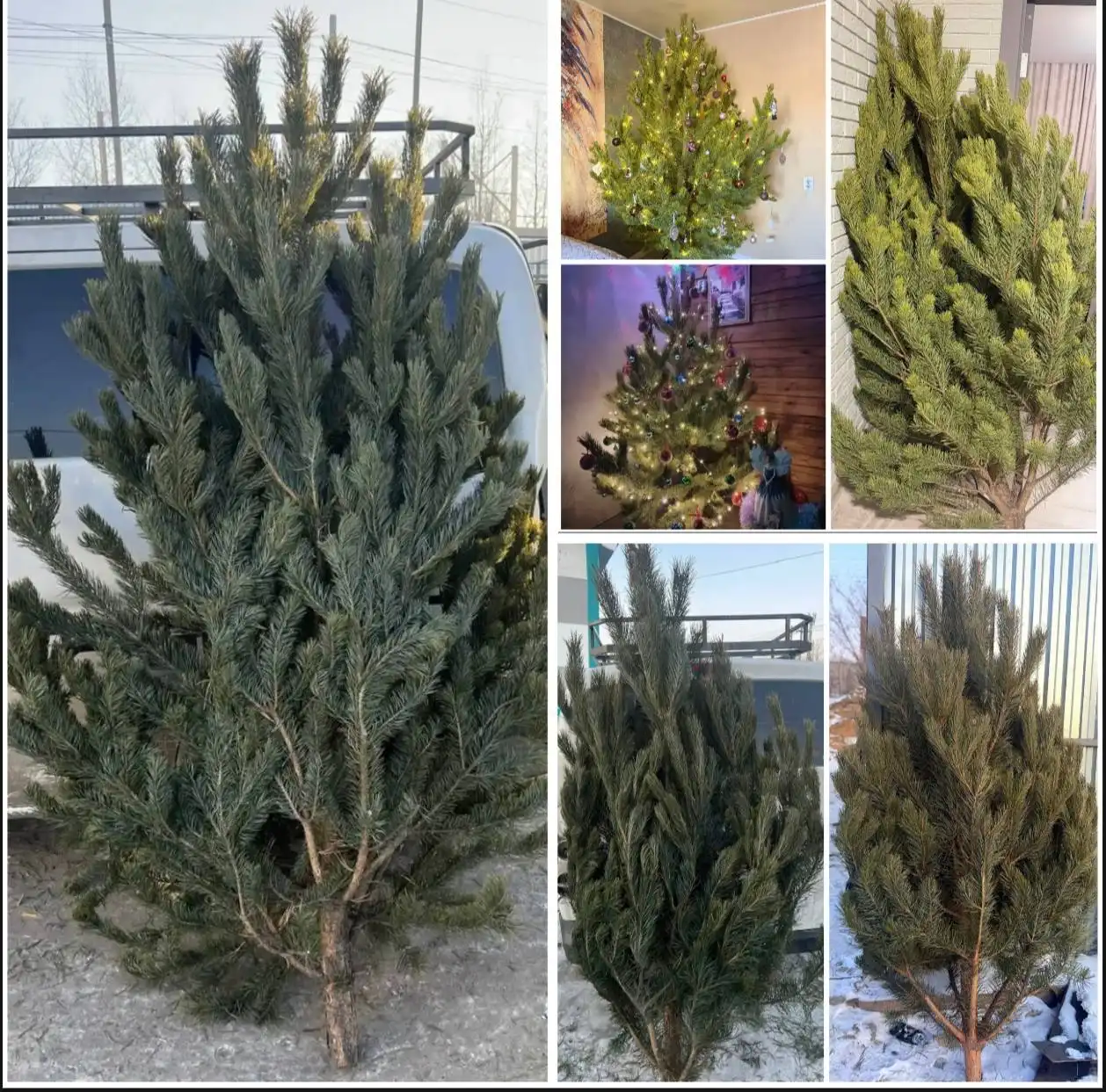Продажа новогодних ёлок и сосен с доставкой по Чите