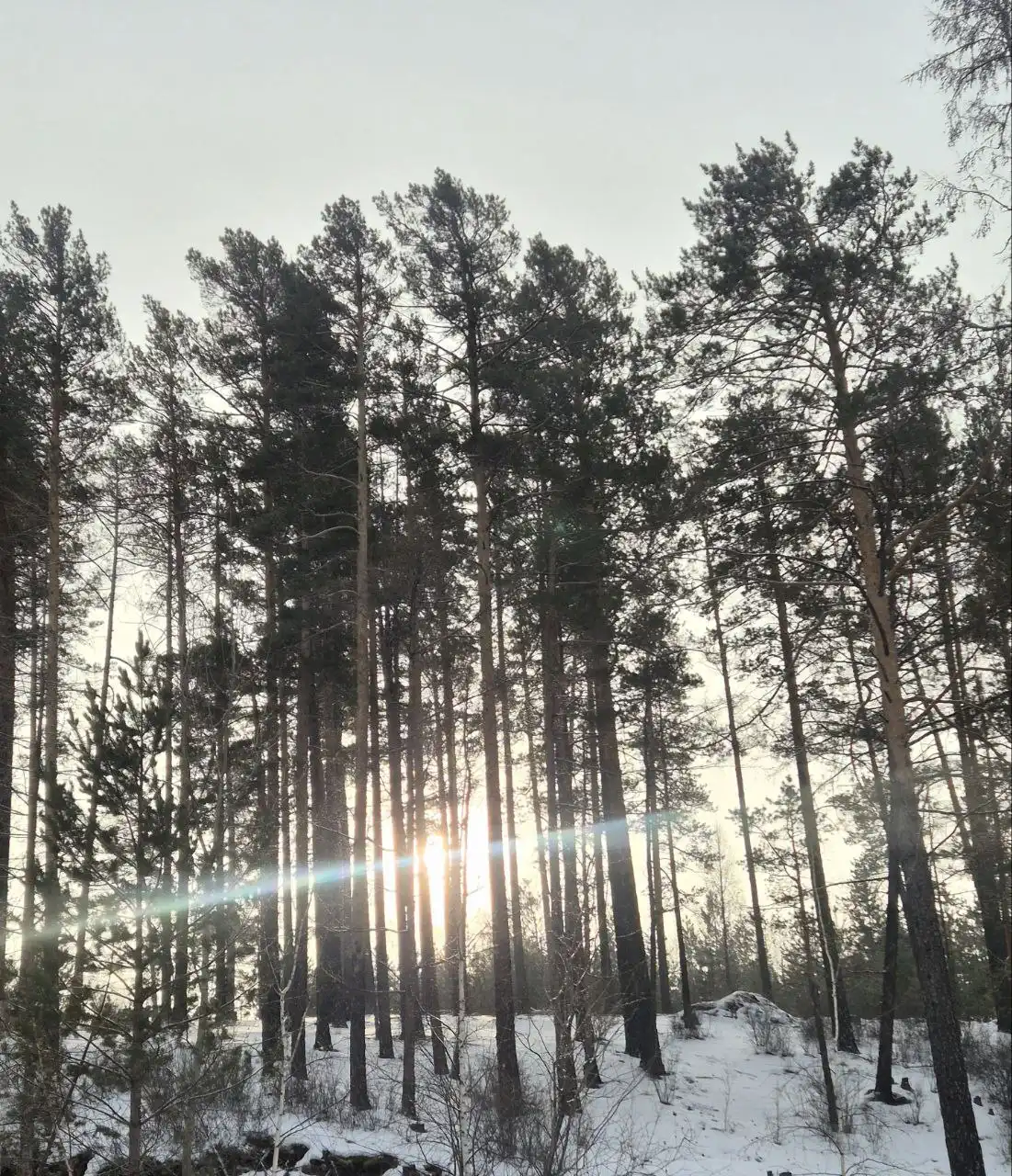 Продажа двух брусовых домов в СНТ-Лесовод 40, с. Смоленка