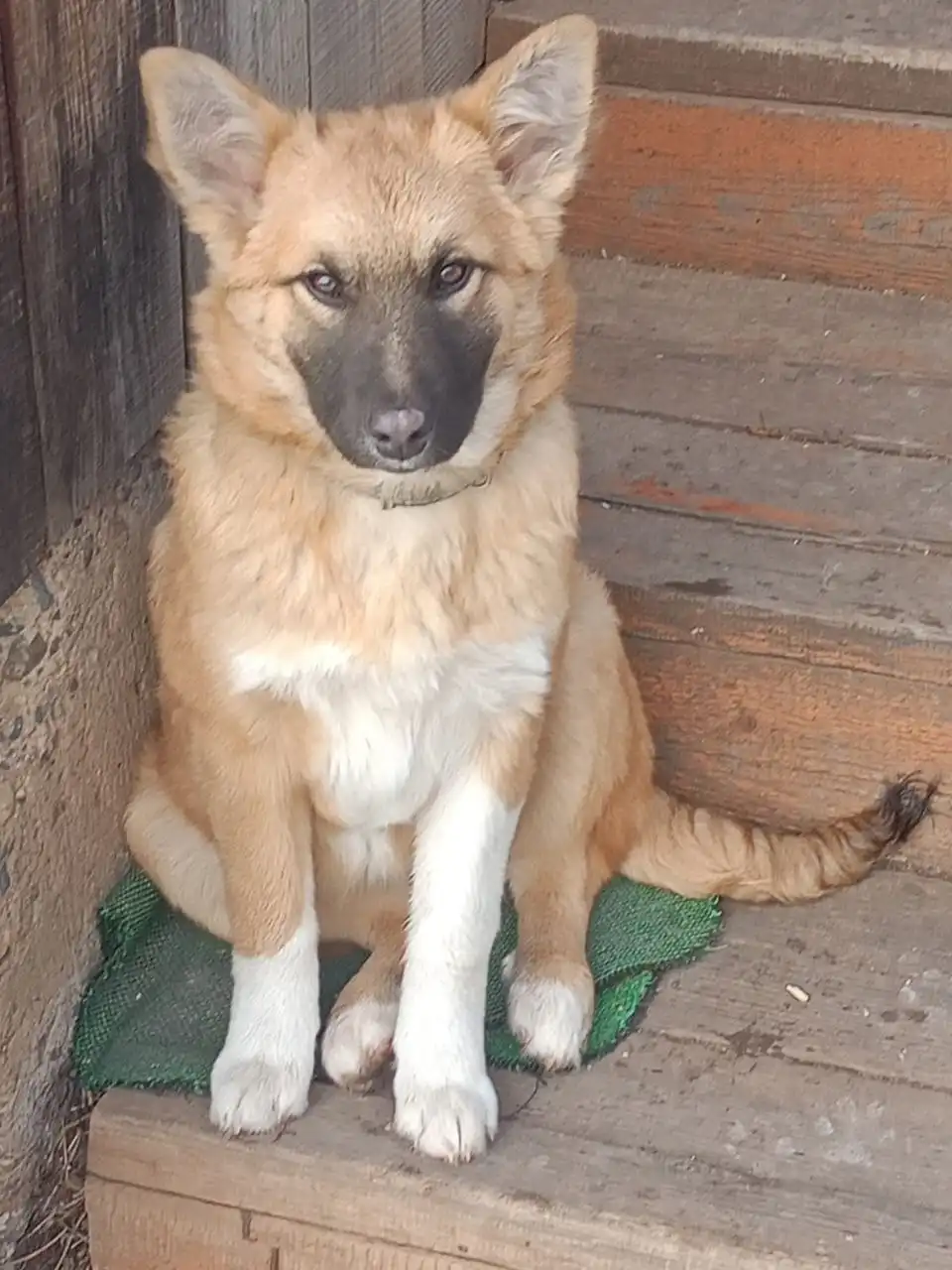 Щенок для пристройства в Чите