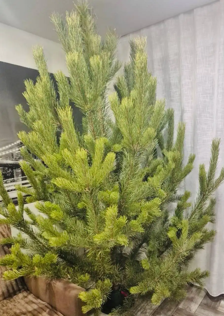 Новогодние ёлки с доставкой по Чите