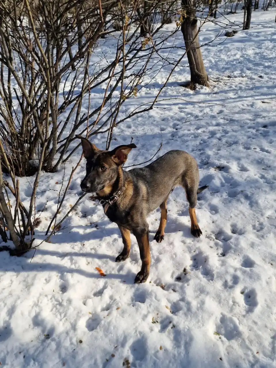 Щенок Рекс ищет дом