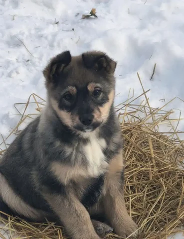 Щенок для охраны с прививками и стерилизацией - Животные в Чита