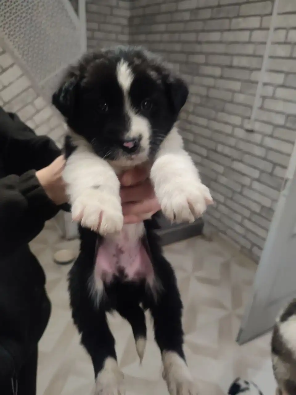 Щенки алабая и помеси