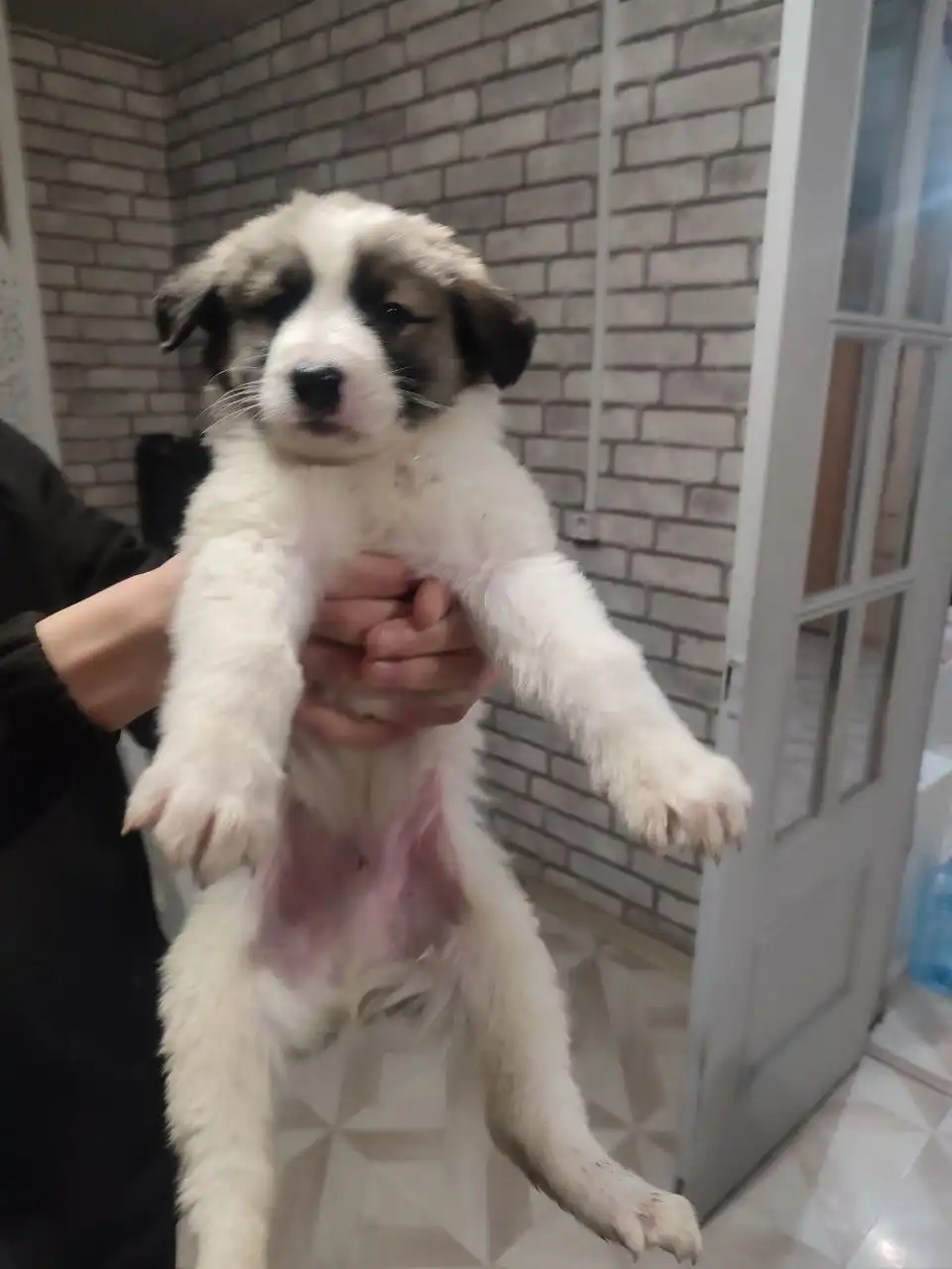 Щенки алабая и помеси