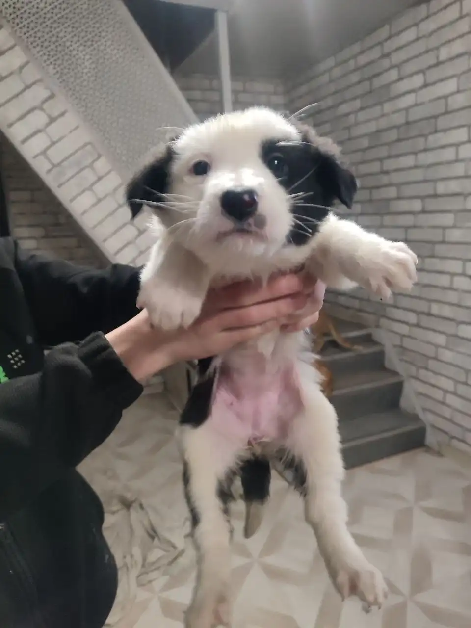 Щенки алабая и помеси