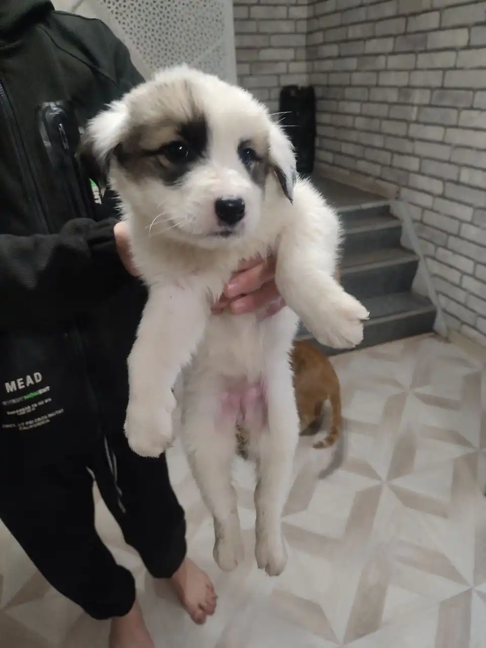 Щенки алабая и помеси