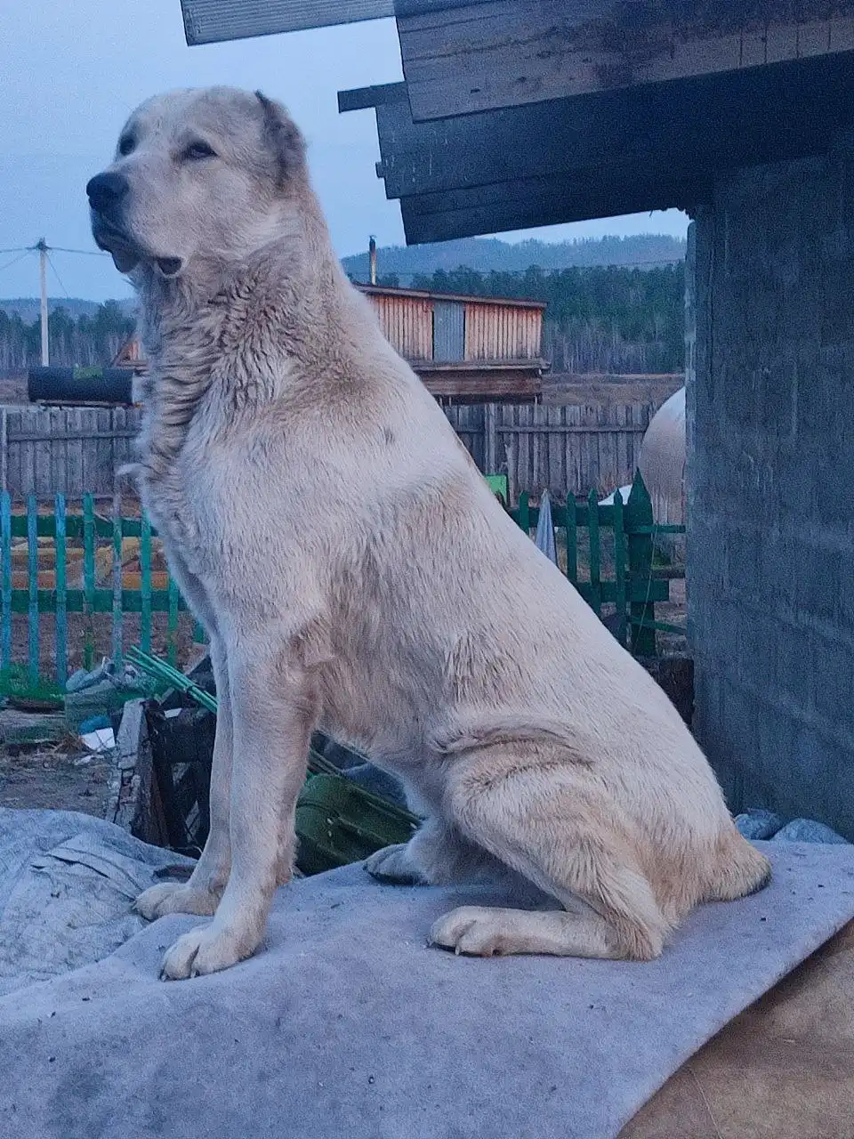 Щенки алабая и помеси