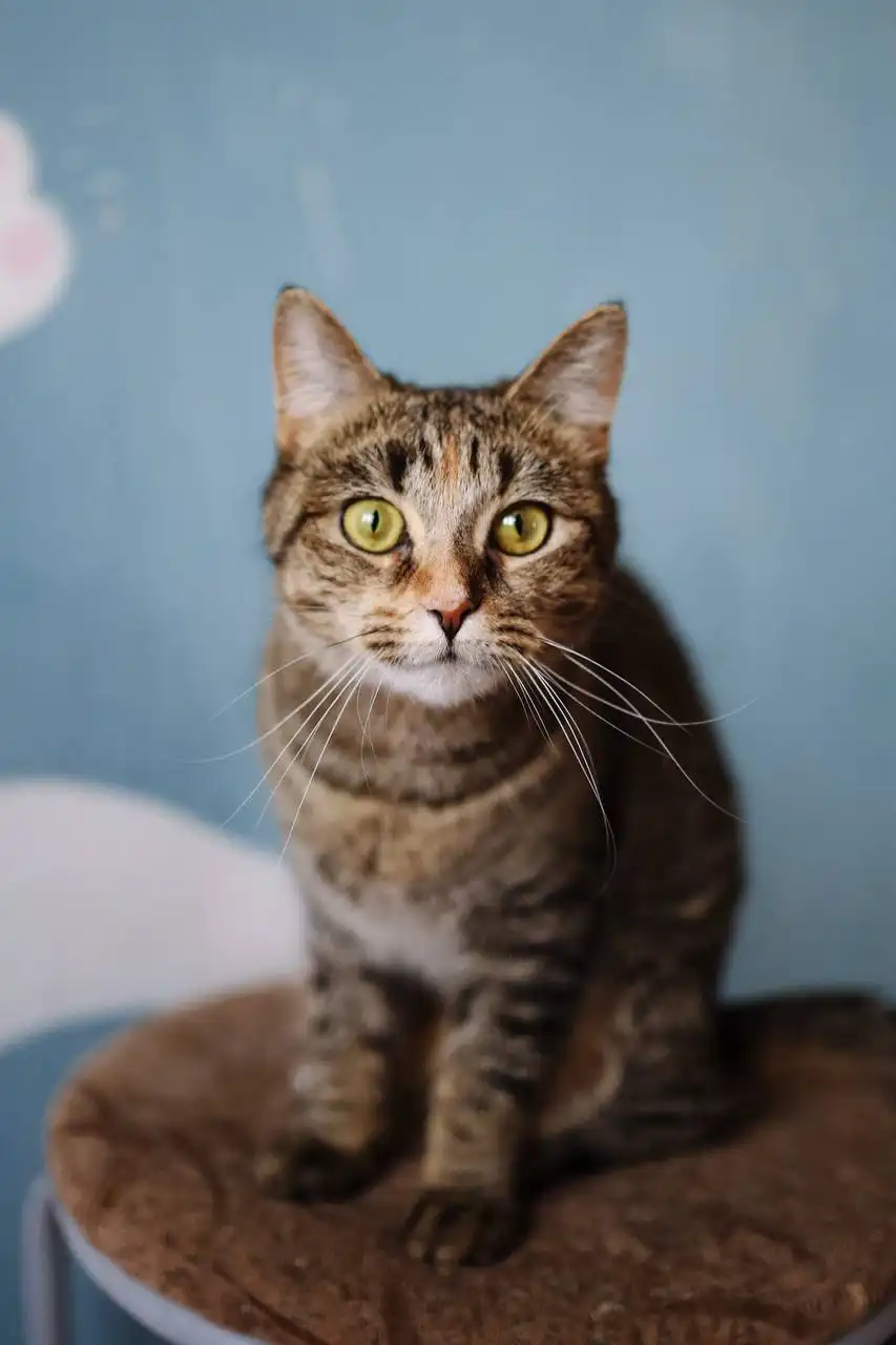 Кошка Рейчел для дома