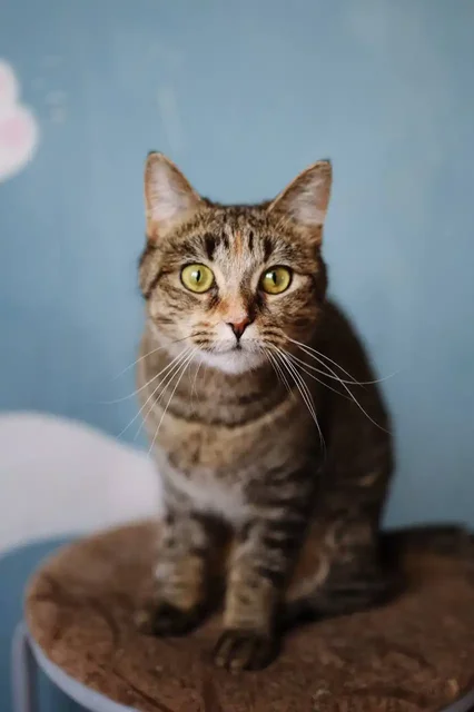 Кошка Рейчел для дома - Животные в Чита