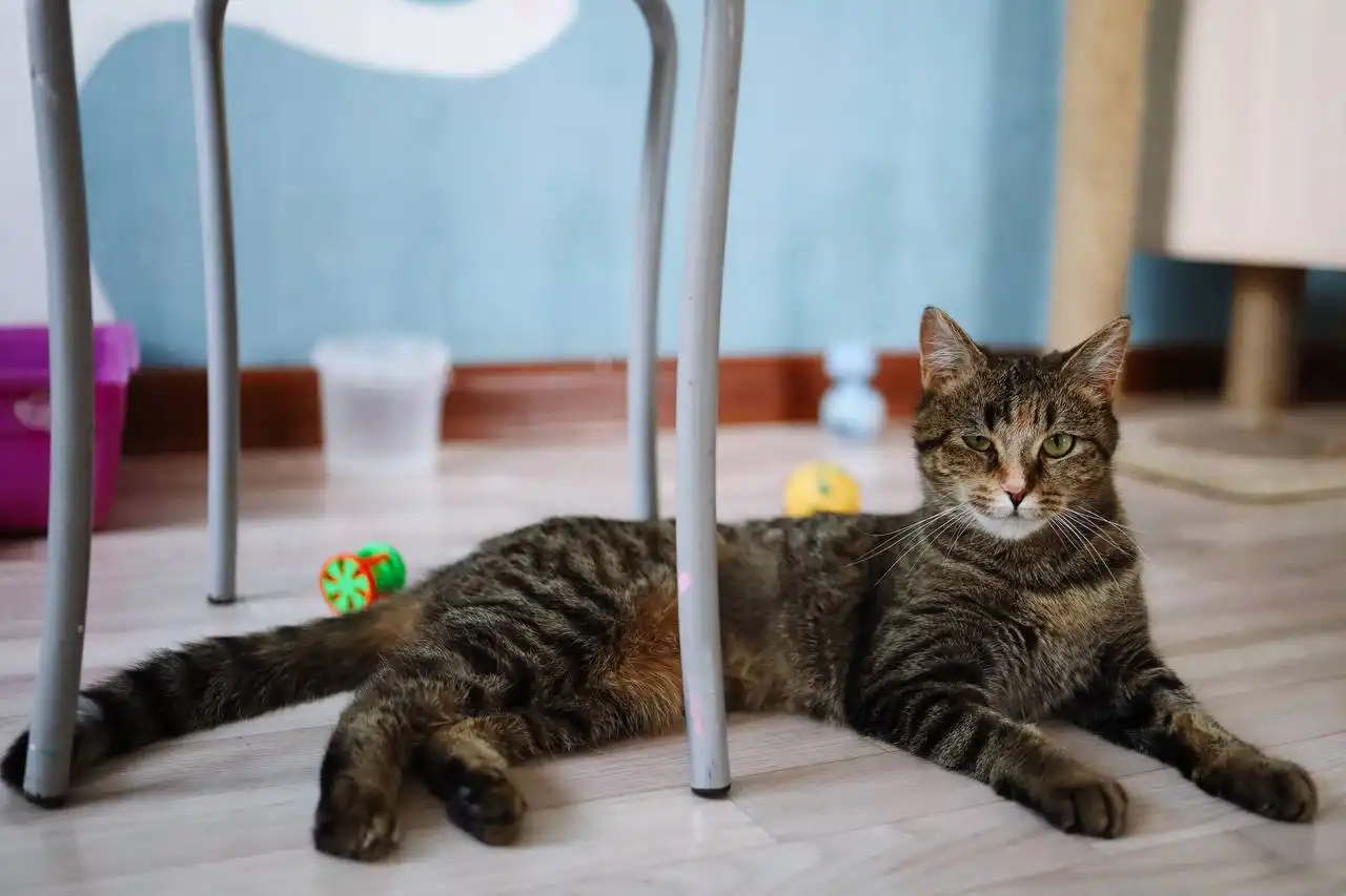 Кошка Рейчел для дома