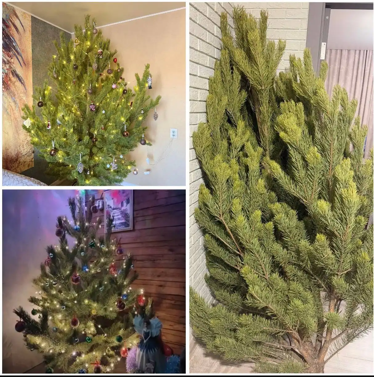 Новогодние ёлки с доставкой