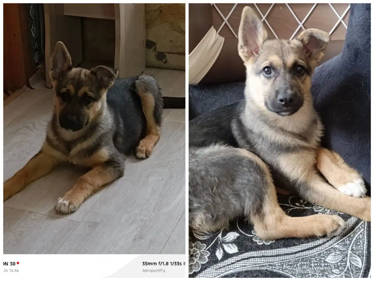 Поиск пропавшей собаки