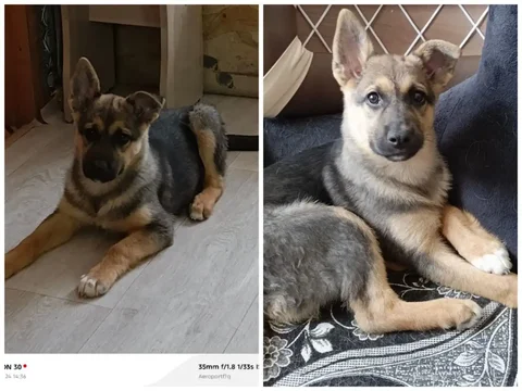 Поиск пропавшей собаки - Животные в Чита