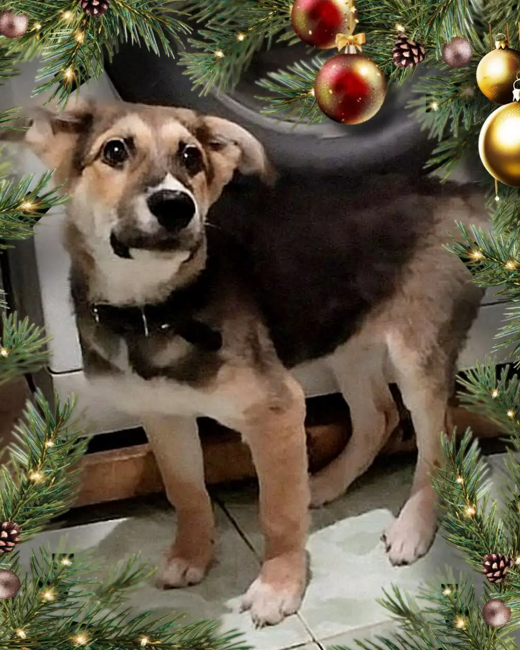 Щенок для ответственных хозяев