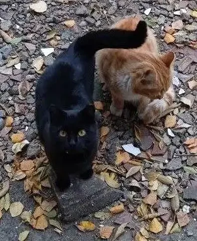 Котята ищут хозяев - Животные в Чита