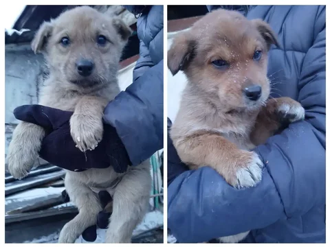 Щенки в добрые руки в Чите - Животные в Чита