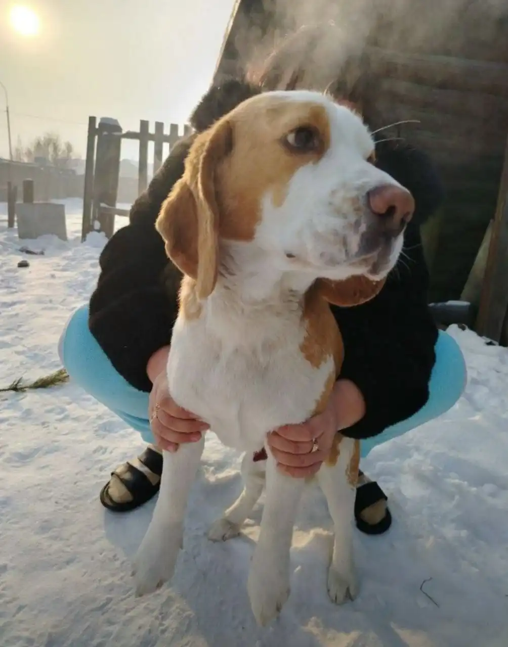 Бигль нуждается в доме - Собаки (Животные) в Чита