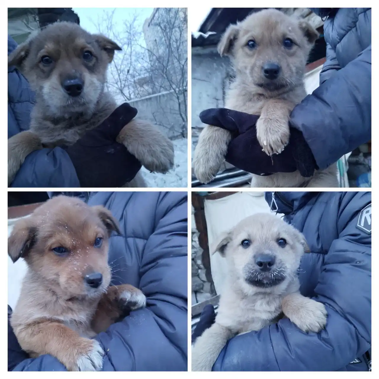 Щенки для охраны в Чите - Собаки (Животные) в Чита