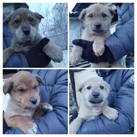 Щенки для охраны в Чите - Собаки в Чита