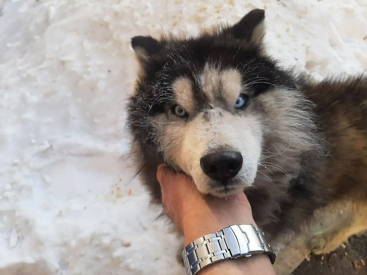 Собака в хорошие руки