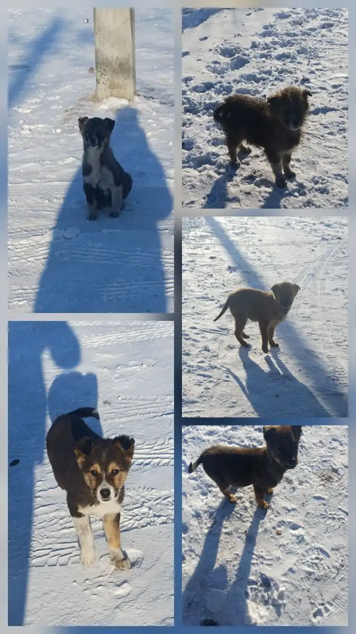 Щенки ищут дом