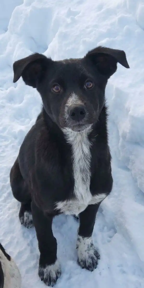 Продажа щенка немецкой овчарки 4-5 месяцев